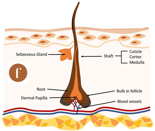 Sensitive cilia – eyelashes in health and disease | Eye News