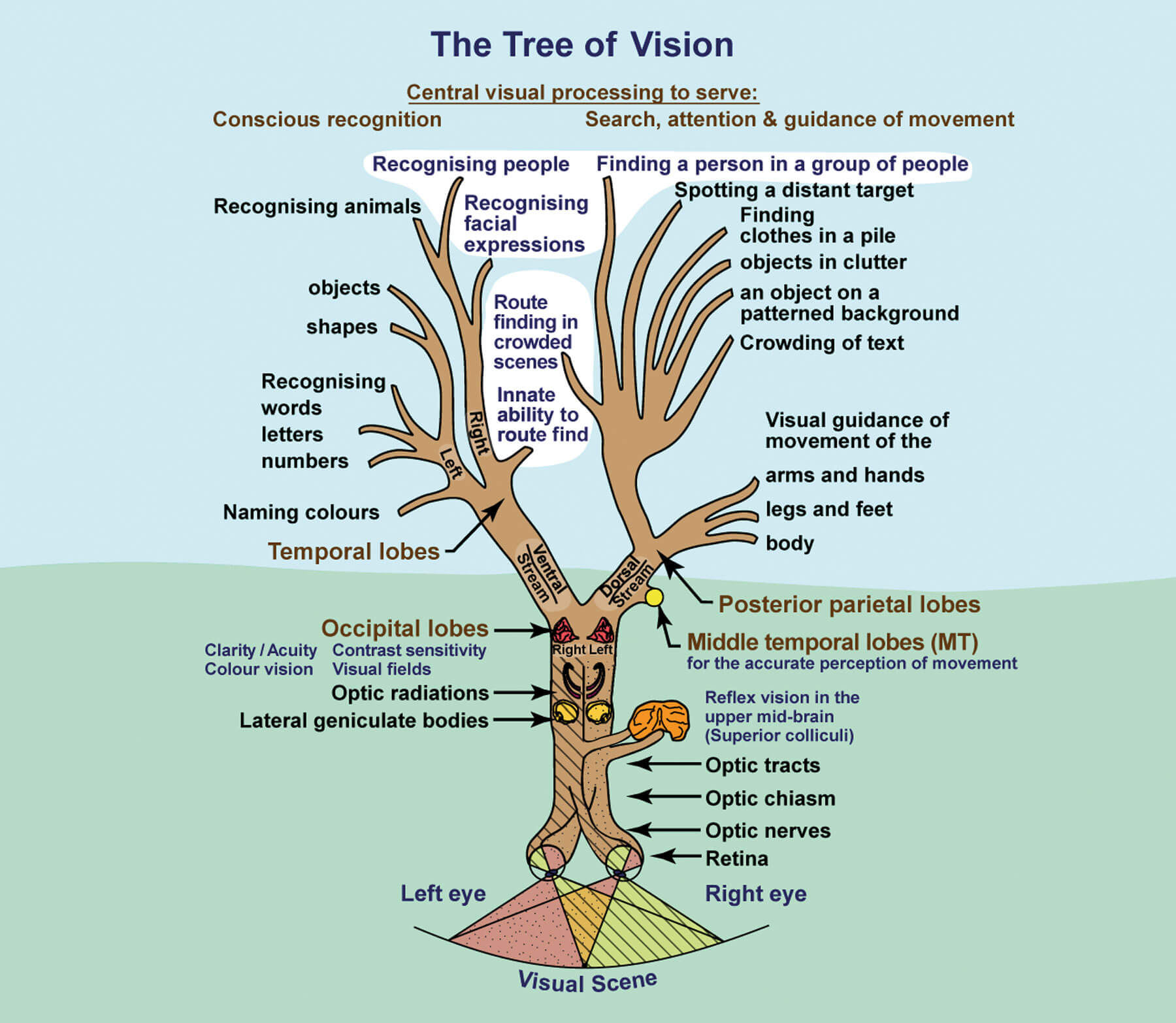 Vision and the Brain: Understanding Cerebral Visual Impairment in Children